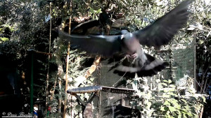 Colombaccia legata con filo lungo in rientro sull'attrezzo.