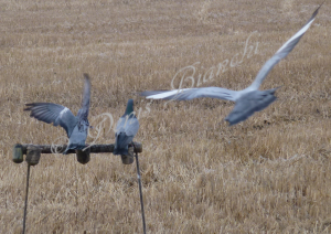 Ne bastano tre  buoni sul campo di caccia.