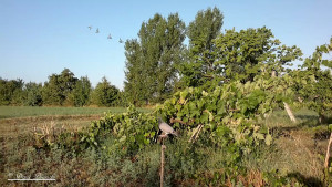 Il colpo di fischio e i 4  girano.