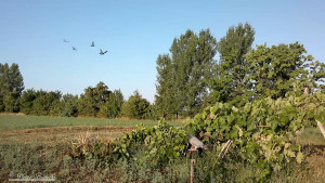 Rialzo leggero della quota