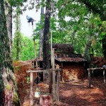 chasses_traditionnelles_palombiere