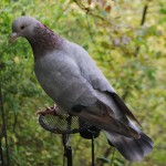 DSC_0088 (2)