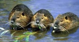 nutria 2