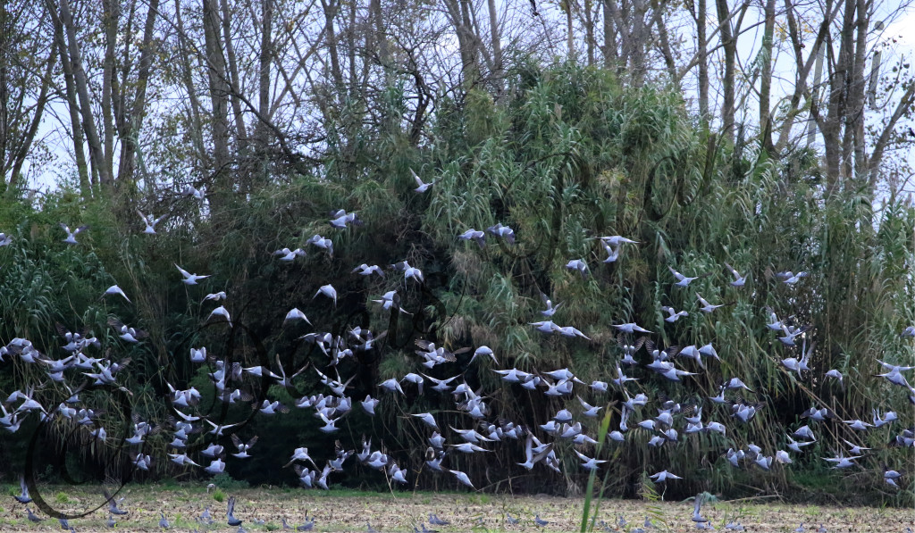 31 ott. Bosco Mesola . Pochi gli avvistamenti attorno al bosco causa l'imponente involo in massa del mattino alle ore 6,40