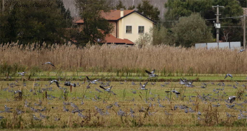31 ott. Bosco Mesola . Pochi gli avvistamenti attorno al bosco causa l'imponente involo in massa del mattino alle ore 6,40