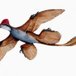 microraptor_01.600