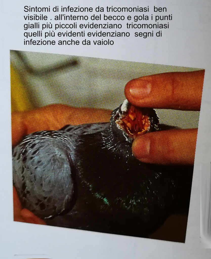 edf