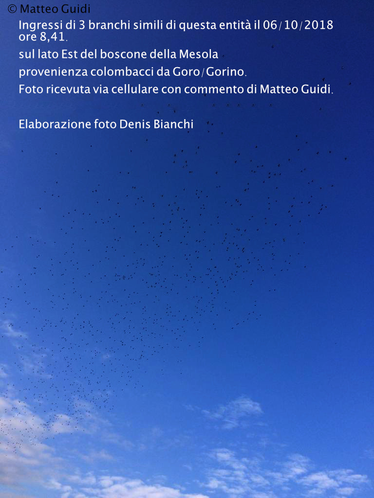 arrivo di 3 branchi come questo 6:10:2018 provenienza da Goro:Gorino