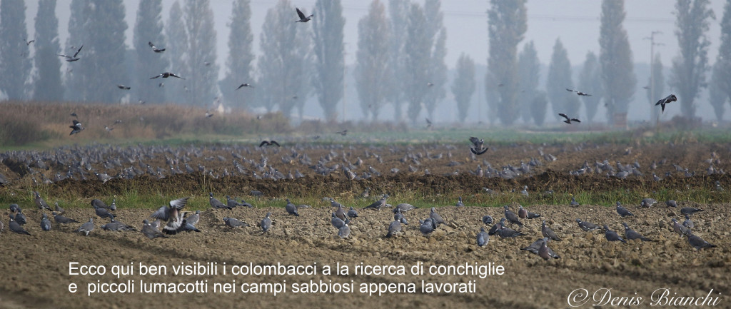 Nei campi appena arati alla ricerca di lumachine e di  frammenti di conchiglie 