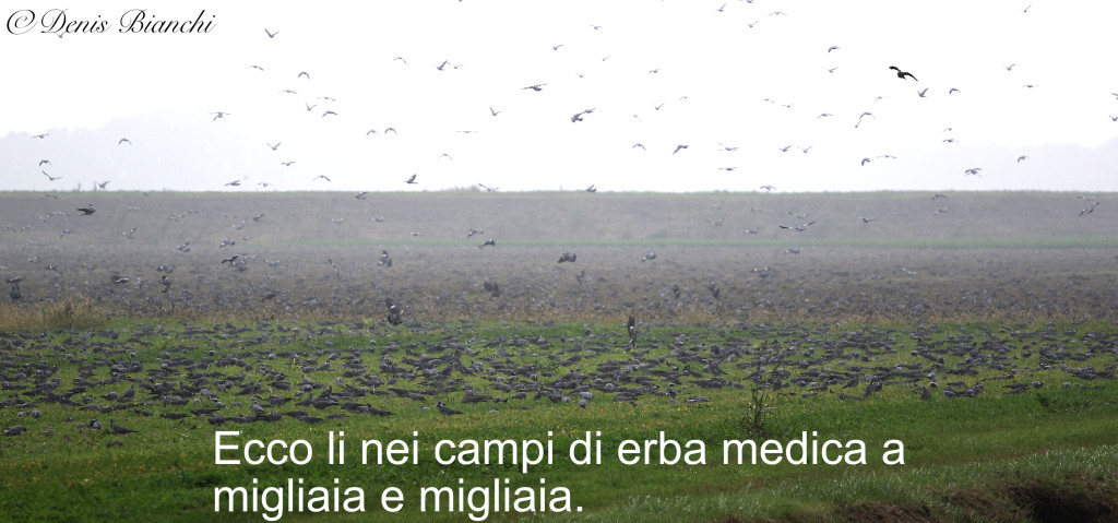 nei campi di erba medica