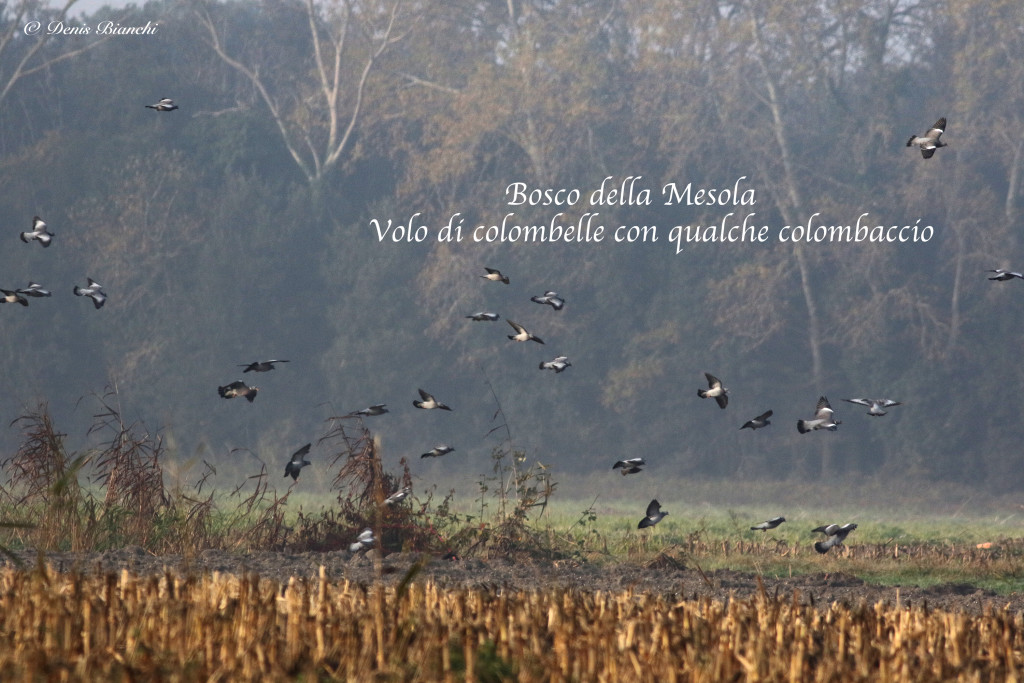 volo di colombelle e qualche colombaccio