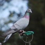DSC_0027 (FILEminimizer)