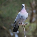DSC_0029 (FILEminimizer)